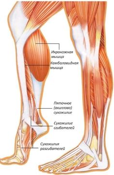 an image of the muscles and their major skeletal systems, including the lower limb muscle