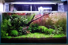 an aquarium filled with plants and water