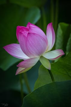 a pink lotus flower with green leaves in the background