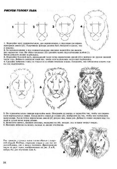 the instructions for how to draw lions in different positions and sizes, including their heads