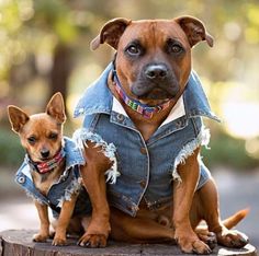 two dogs wearing denim jackets sitting on top of a tree stump