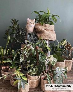 Stylish plant pots to decorate your home with houseplants House Plants Decor Living Room, Plant Mom Aesthetic, Plant Goals, Plant Pot Diy, Plants Are Friends, Sun Plants, Bedroom Plants, Plant Aesthetic, Green Heart