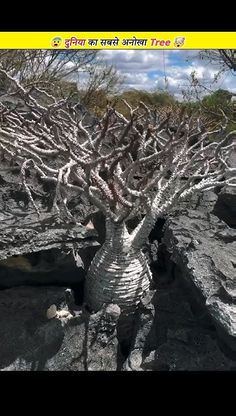 a tree that is in the middle of some rocks and dirt with trees growing out of it