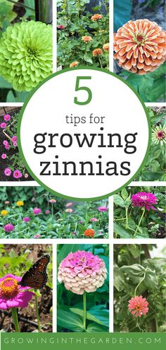 the top five tips for growing zinnas in your garden and how to use them