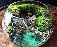 a glass bowl filled with green plants and rocks on top of a wooden table next to a sign that says good bird terrarium