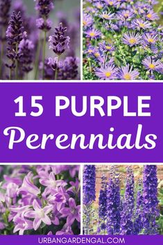 purple flowers with the words, 15 purple perennials