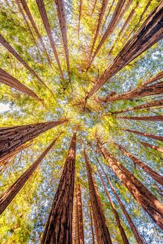 looking up at the tops of tall trees