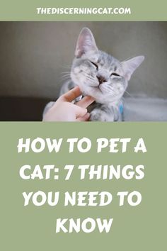 First Time Cat Owner, Pets Food, Cat Ownership, Cat Parents, Loads Of Love, Rare Cats, Millennials Fashion, Cat Hacks, Cat Care Tips