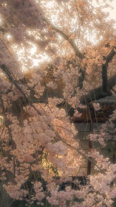 the trees are blooming with pink flowers