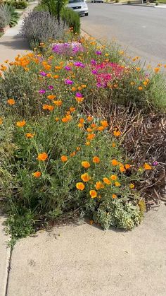 some orange and pink flowers on the side of a road