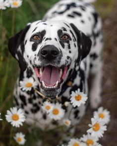 a dalmatian dog standing in the middle of daisies