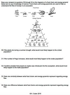 the diagram shows an energy pyramid with birds and other things in it, including water