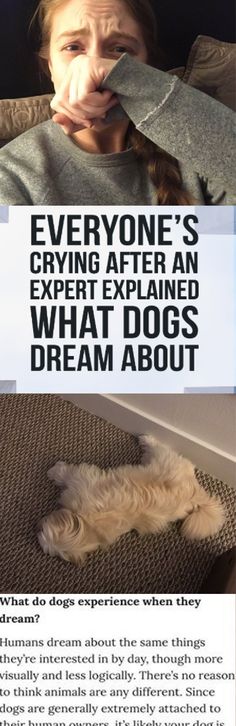 What are dogs and cats dreaming about when they’re barking or purring? What’s their favorite thing to do? People Magazine recently talked to Dr. Deirdre Barrett, who’s a teacher and Clinical and Evolutionary Psychologist at Harvard Medical School, to learn about what dogs dream about. About Dogs, What Dogs, Harvard Medical School, Super Cat, Dog Facts, Sweetest Thing, Dog Info, Cat Sleeping, Cats Cute