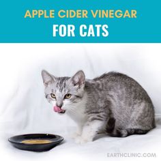 an image of a cat eating food out of a bowl with the caption apple cider vinegar for cats