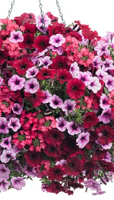 purple and red petunias hanging from chain isolated on white background with clipping for text