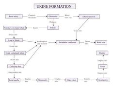 an uml flow diagram for urne formation