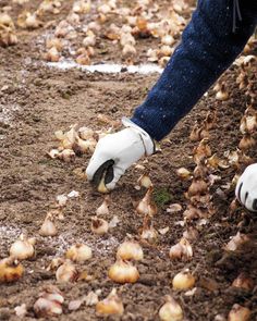 a person in white gloves picking garlic from the ground