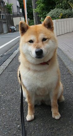 a brown and white dog sitting on top of a sidewalk