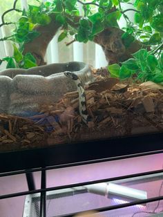 a snake in an aquarium with plants and rocks