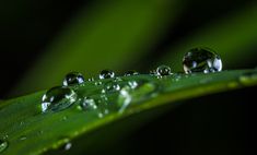 drops of water sit on the edge of a green plant's leaf in this close up photo