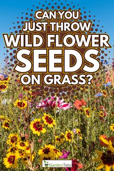 a field full of flowers with the words can you just throw wildflower seeds on grass?