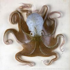 an octopus is laying on the ground with it's head in the air and its eyes open