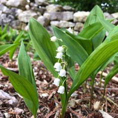 some white flowers are growing in the dirt