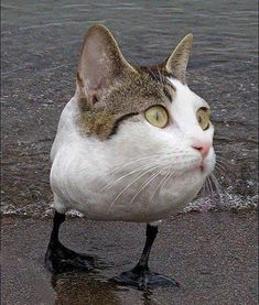 a cat standing on top of a wet beach next to the ocean with it's eyes wide open