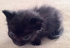 a small black kitten laying on top of a white carpet