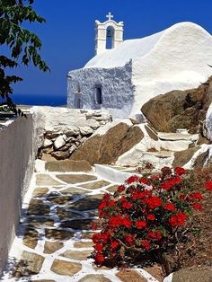 red flowers are growing in front of a white church