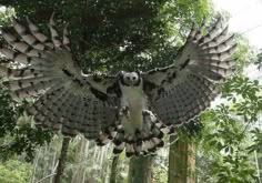 an owl statue is in the middle of a forest with trees and branches around it