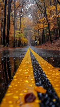 a wet road with yellow and black lines in the middle, surrounded by trees on both sides