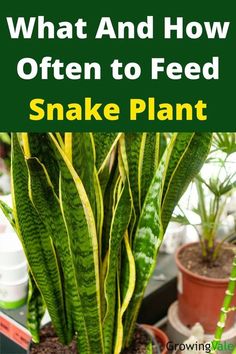 snake plant with text overlay that says what and how often to feed snake plants?