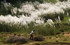 a man is working in the field with tall grass