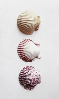 three seashells lined up on a white surface with one shell facing the other