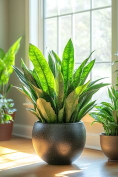 three potted plants sitting on top of a wooden table in front of a window