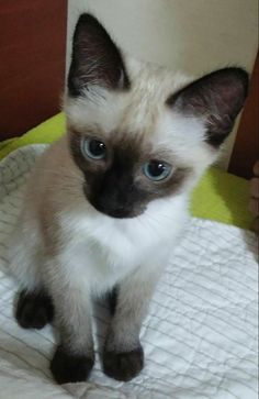 a siamese cat with blue eyes sitting on a bed