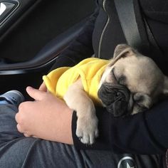 a small pug is sleeping on someone's lap