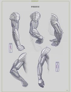 some sketches of the arm and leg muscles in various positions, from front to back