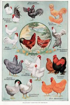 an image of chickens and roosters on a blue background with the names of their breeds