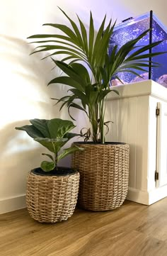 two large plants in wicker baskets on the floor