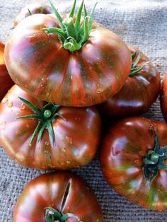 several red tomatoes with green stems on top of a cloth covered tablecloth, all piled up and ready to be picked from the garden