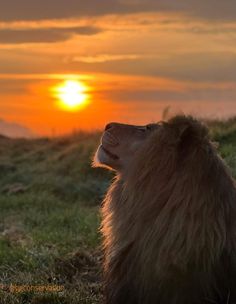 a lion sitting on top of a grass covered field next to the ocean at sunset