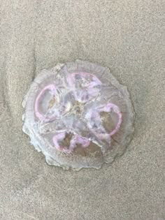 a pink and white jellyfish in the sand