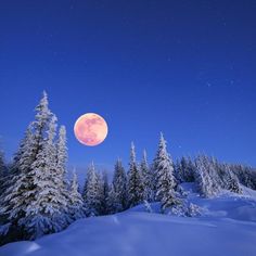 a full moon is seen above the snow covered trees