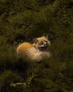 a red fox yawns in the tall grass