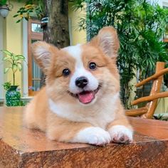 a brown and white dog laying on top of a wooden table next to a tree