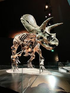 a dinosaur skeleton on display in a museum