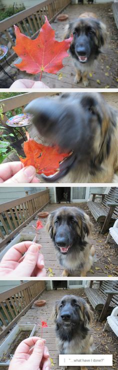 three different pictures of a dog playing with leaves