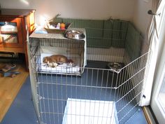 a dog laying on top of a bed in a cage next to a door and window